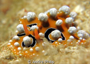 Phyllidia ocellata by Andre Philip 